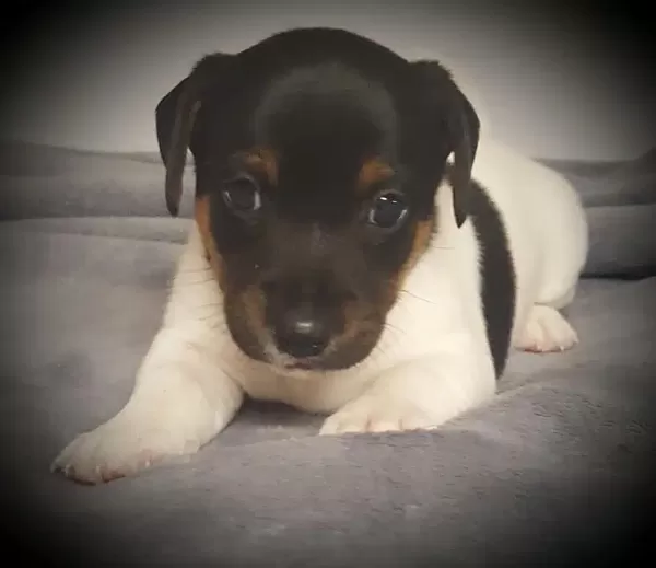 Jack Russel Yavruları