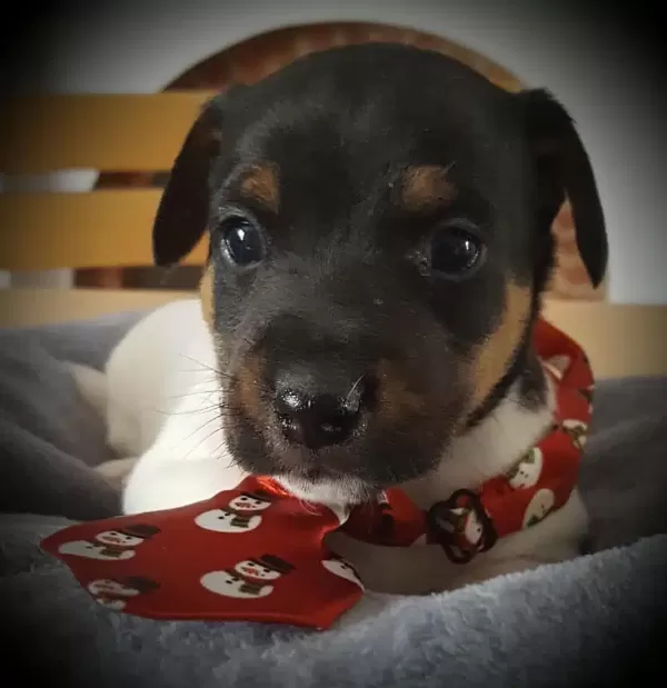 Jack Russel Yavruları