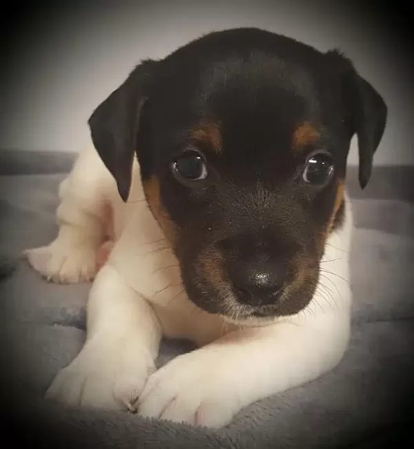 Jack Russel Yavruları