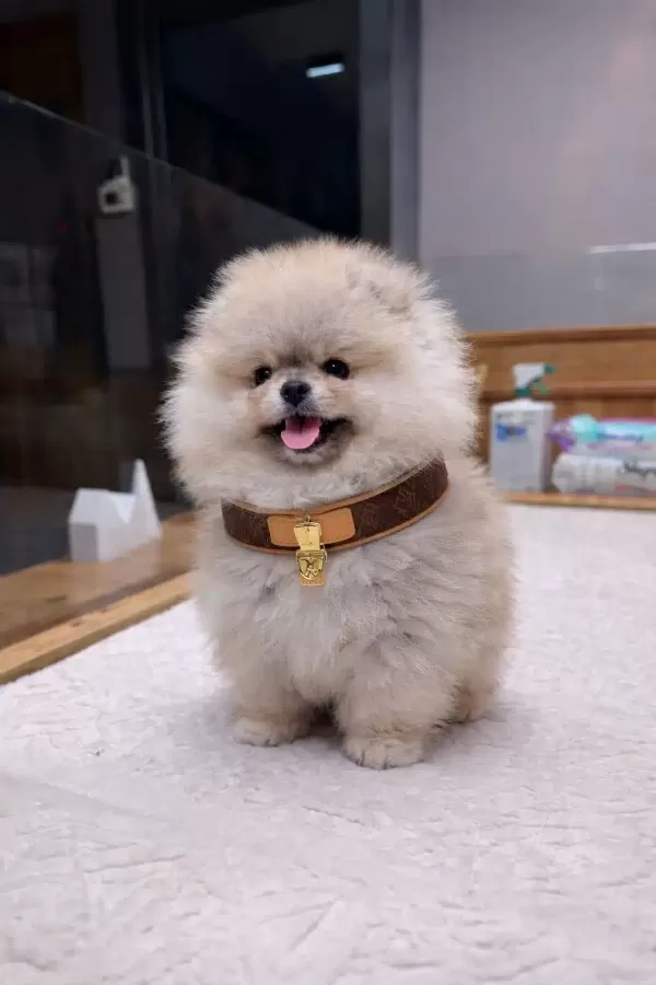 Orjinal Pomeranian Boo