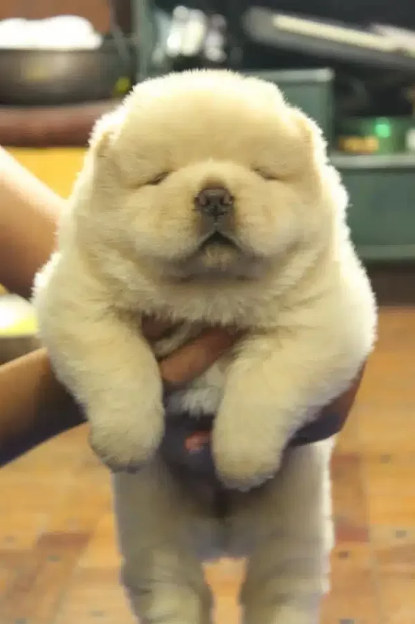 Irk Garantili Chow Chow Yavruları