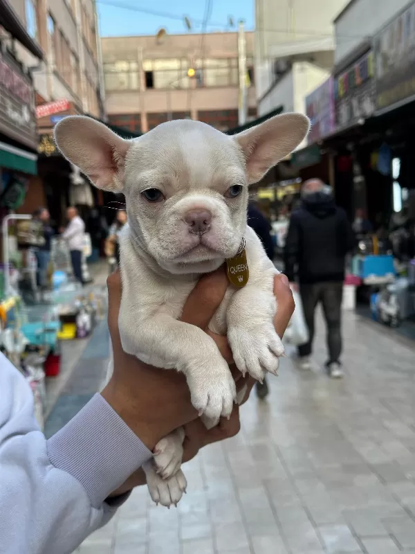 Platinum French Bulldog