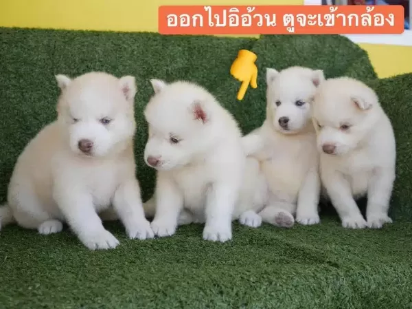 Beyaz Husky Sibirya Yavruları