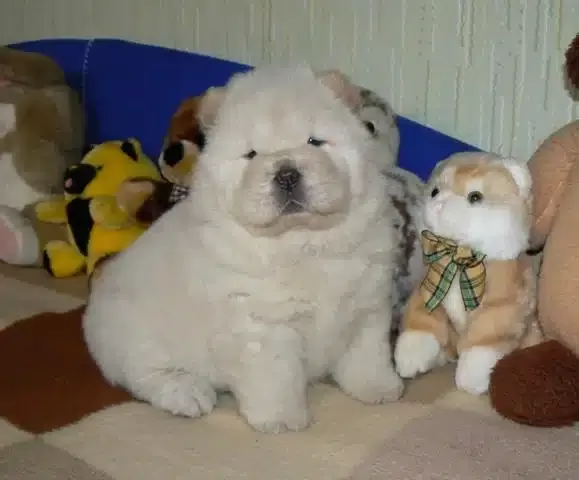 Irk Garantili Chow Chow Yavruları