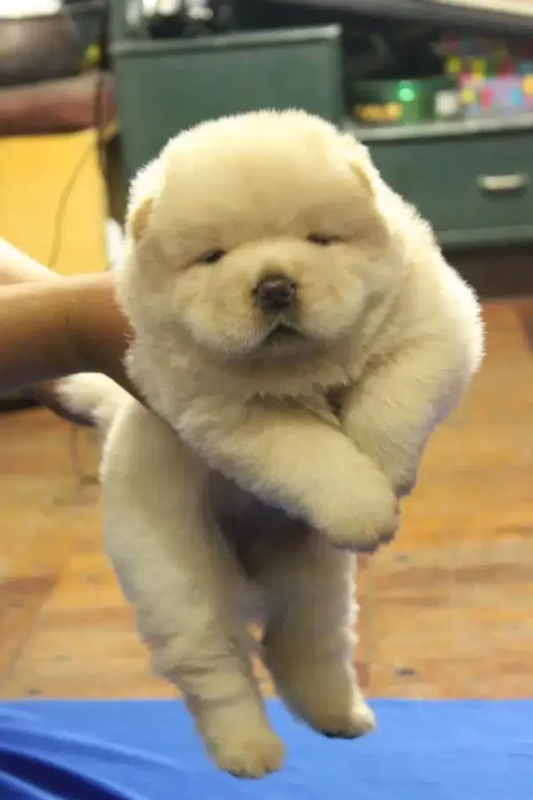 Irk Garantili Chow Chow Yavruları