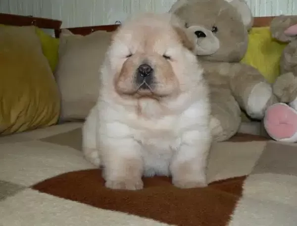 Irk Garantili Chow Chow Yavruları