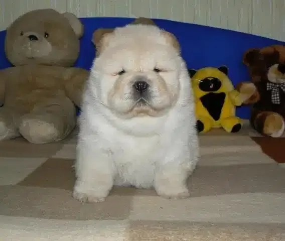 Irk Garantili Chow Chow Yavruları