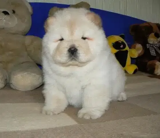Irk Garantili Chow Chow Yavruları