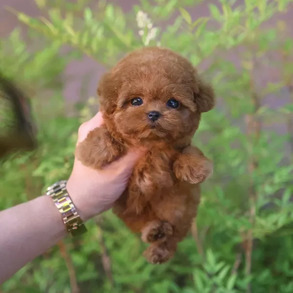 Masum Ve Tatli Ozel Toy Poodle Bebeklerimiz