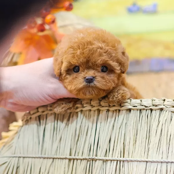 Teacup Boyut Lu Avuc Ici Kadar Toy Poodle Yavrularim