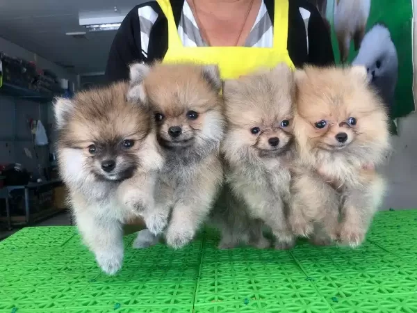 Dünya Tatlısı Spitz Yavruları