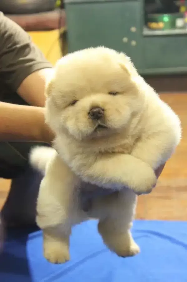 Irk Garantili Chow Chow Yavruları