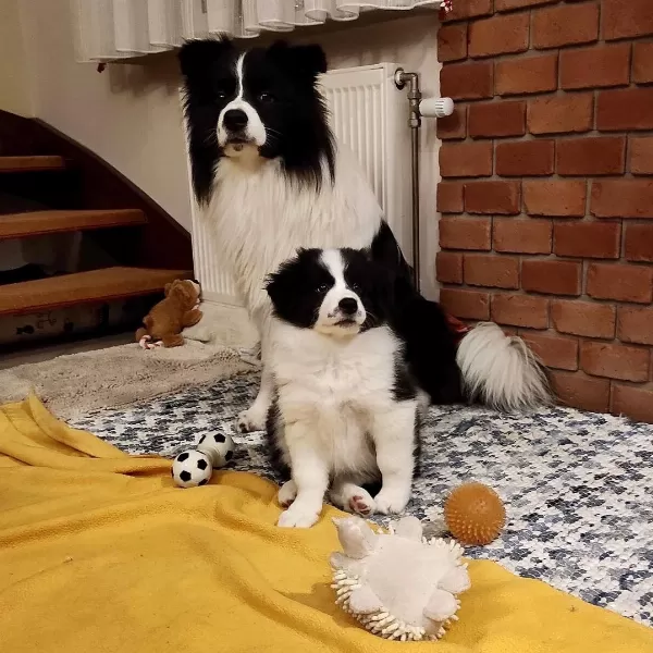 Border Collie Yavruları