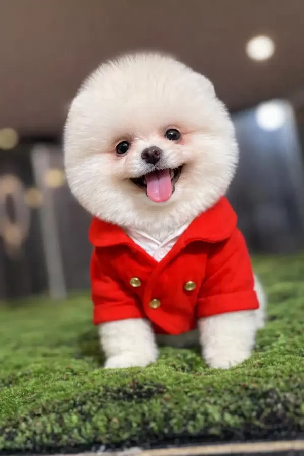 Orjinal Boo İsteyenlere