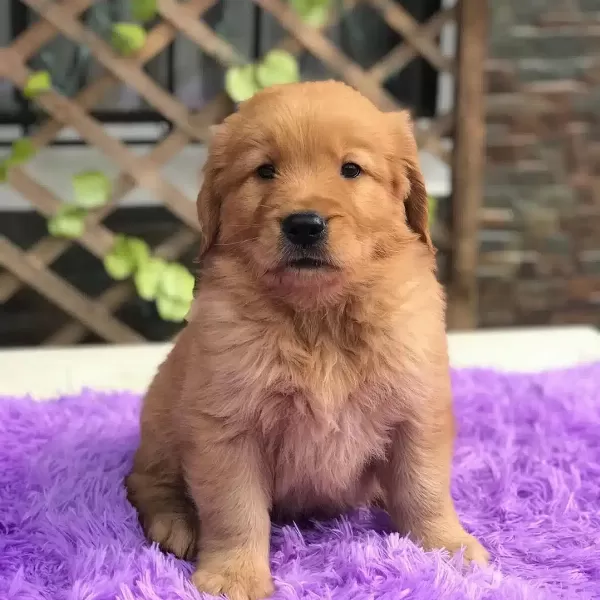 Golden Retriever Yavruları İstanbul