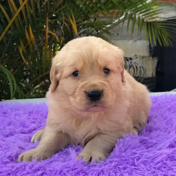 Golden Retriever Yavruları İstanbul