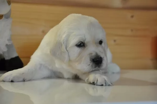 Golden Retriever Yavrusu