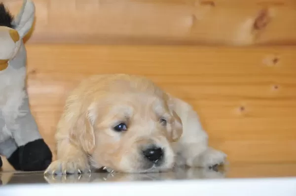 Golden Retriever Yavrusu