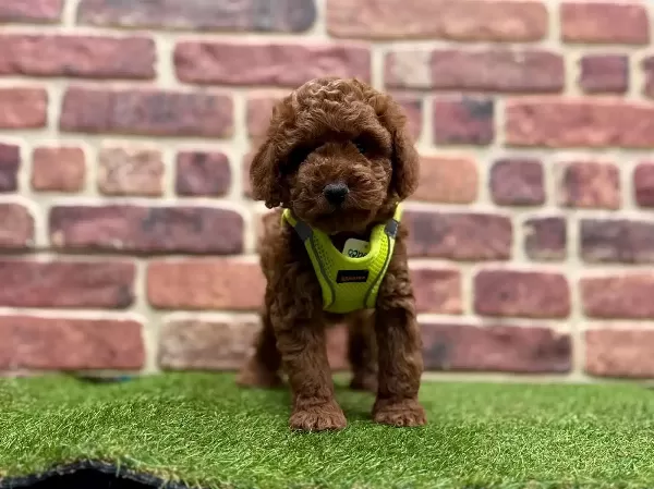 Orjinal Poodle Yavruları