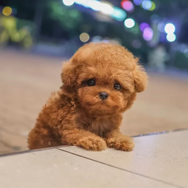 Masum Ve Tatli Ozel Toy Poodle Bebeklerimiz