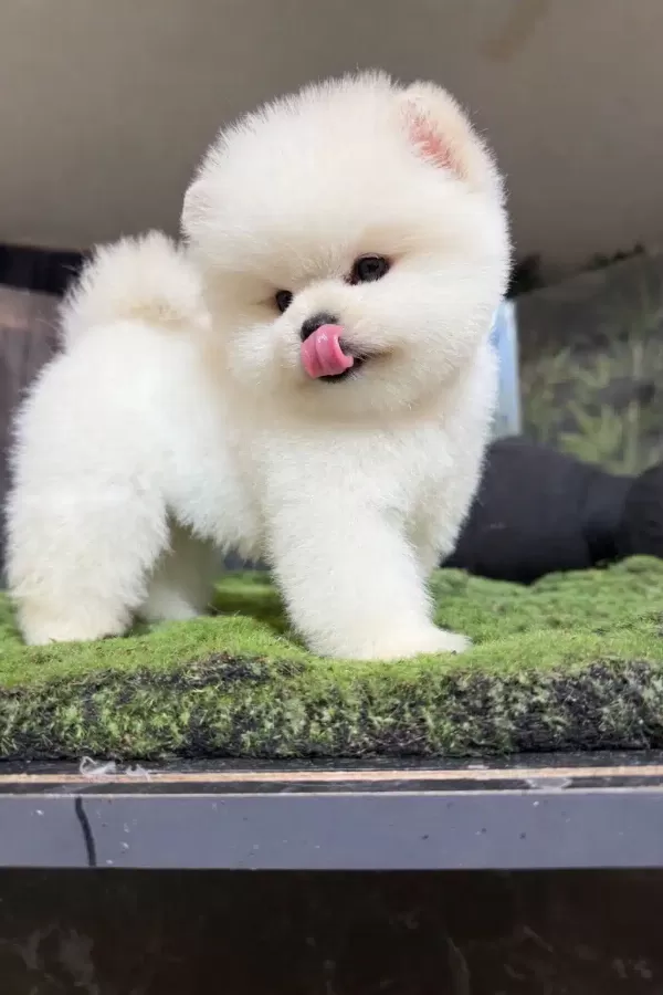 Orjinal Pomeranian Boo