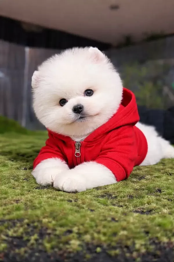 Orjinal Pomeranian Boo