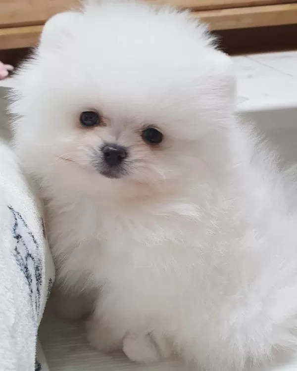 Irk Garantili Pomeranian Boo Yavruları