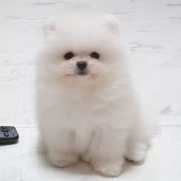 Irk Garantili Pomeranian Boo Yavruları