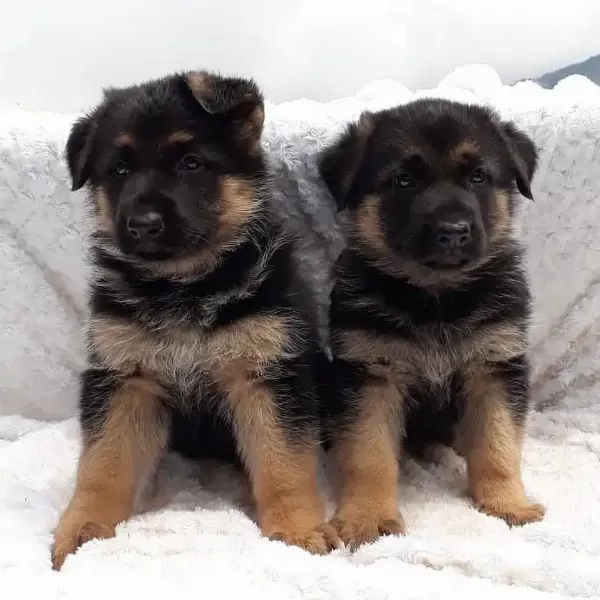 Alman Çoban Köpeği Yavruları