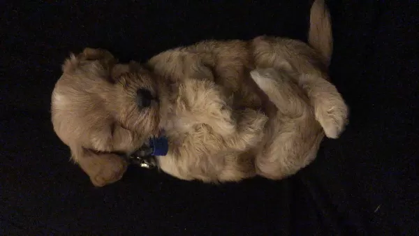 Köpeğimi Veriyorum Taşınma Nedeniyle