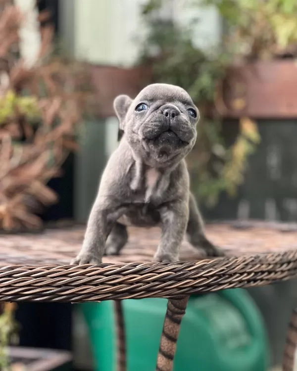 Blue French Bulldog Yavruları