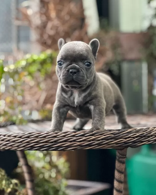 Blue French Bulldog Yavruları