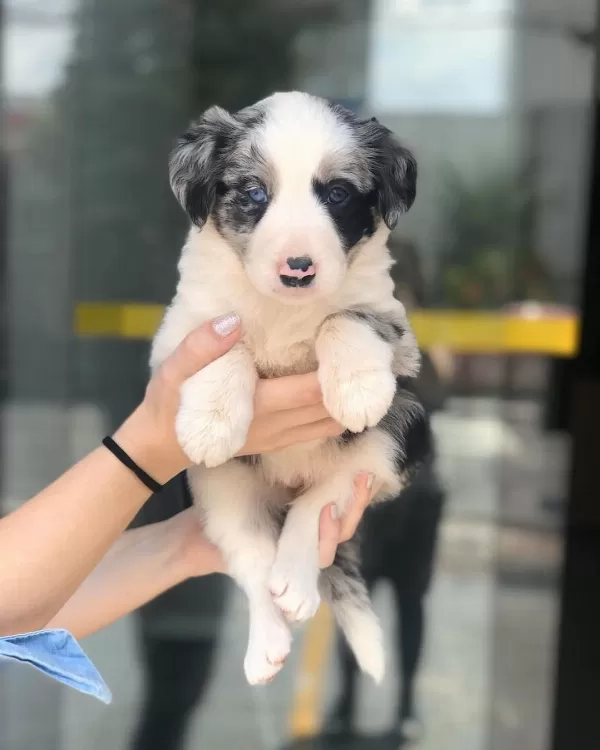 % 100 Irk Garatili Border Collie Yavruları