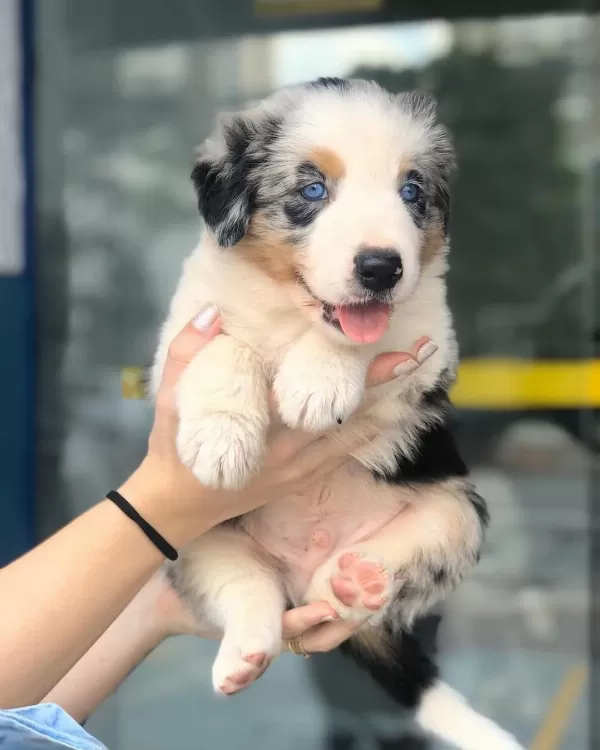 % 100 Irk Garatili Border Collie Yavruları