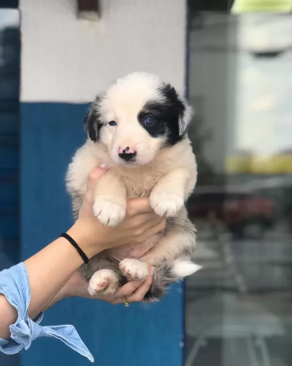 % 100 Irk Garatili Border Collie Yavruları