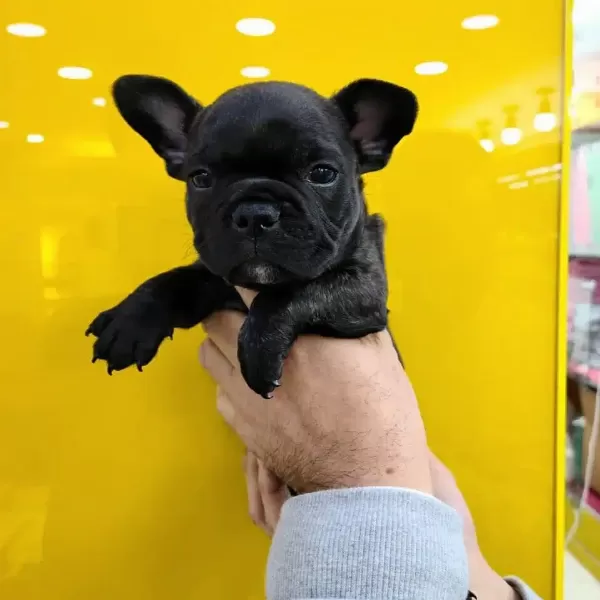 Fransiz Bulldog Yavruları