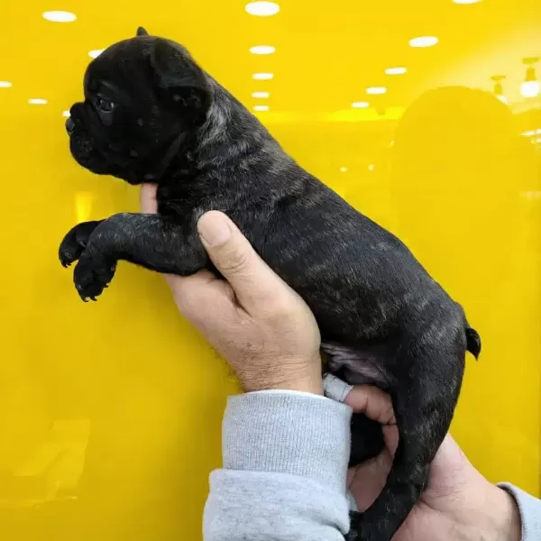 Fransiz Bulldog Yavruları