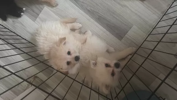 2 Aylık Oyuncu Dostu Yavru Sptiz