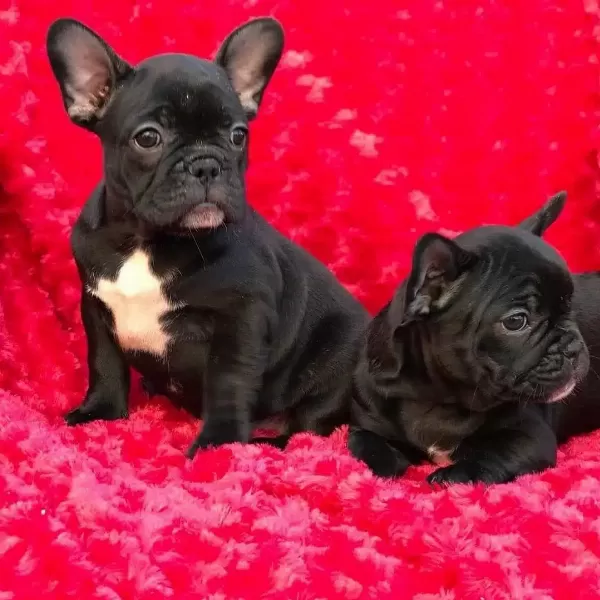 French Bulldog Yavrularımız