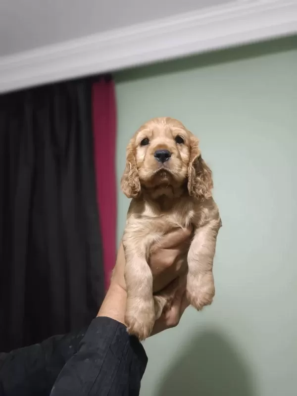 Dünya Tatlısı Cocker Yavruları