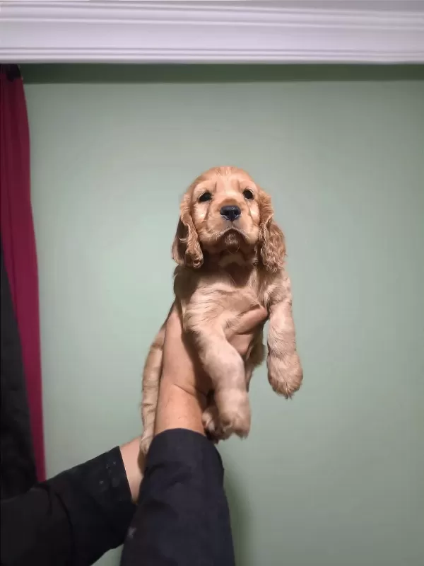 Dünya Tatlısı Cocker Yavruları