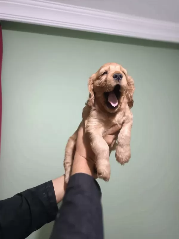 Dünya Tatlısı Cocker Yavruları