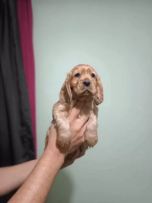 Dünya Tatlısı Cocker Yavruları