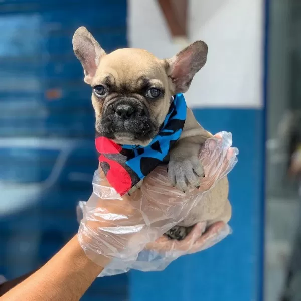 Fawn French Bulldog Yavruları