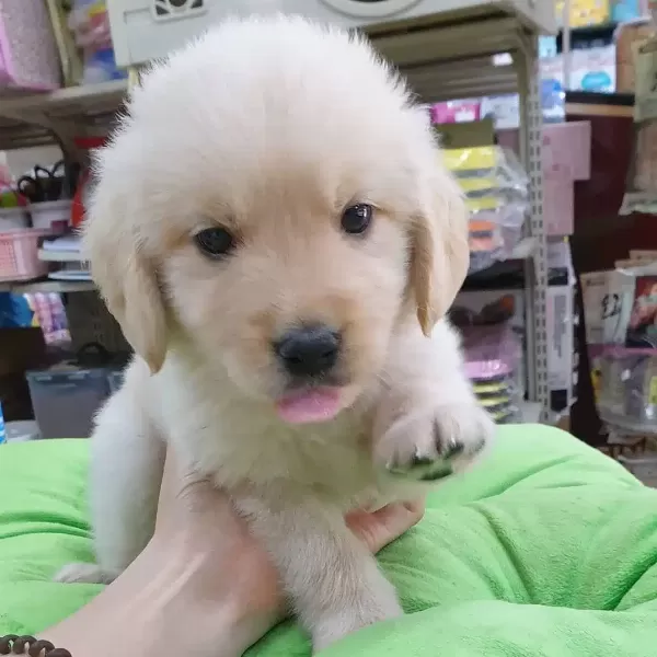 Sevimli Golden Retriever Yavruları
