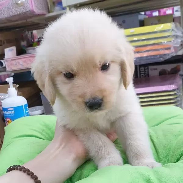 Sevimli Golden Retriever Yavruları