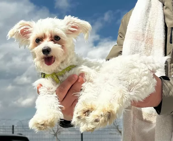 6 Aylık Maltese Terrier