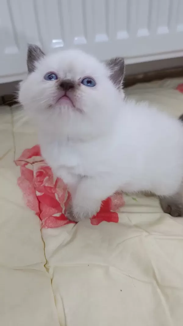 Teslime Hazır Minnoşlarım