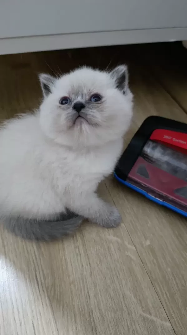 Teslime Hazır Minnoşlarım