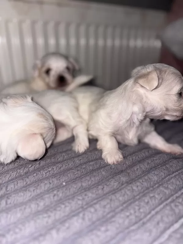 Irk Garantili Maltese Yavruları